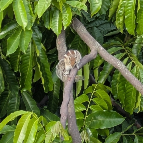 Indian Palm Squirrel