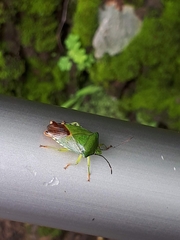 Acanthosoma crassicaudum
