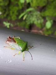 Acanthosoma crassicaudum