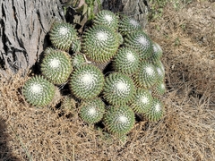 Mammillaria scrippsiana
