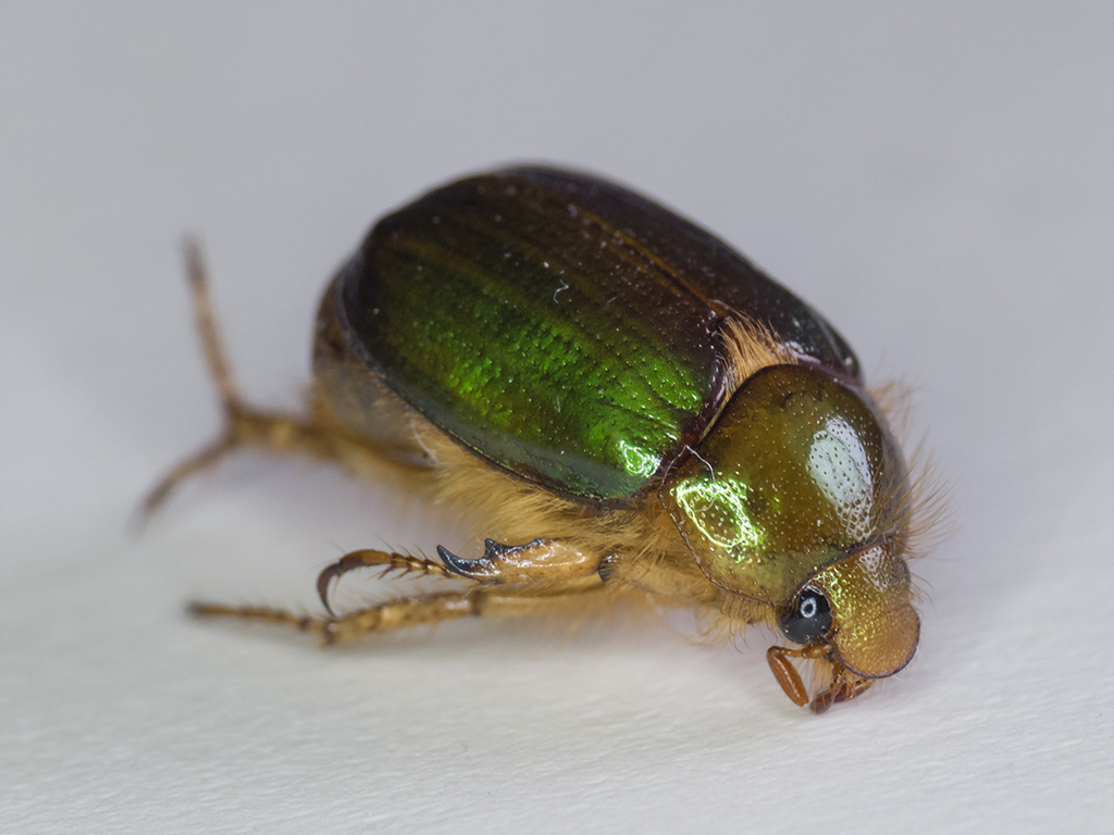 Aulacopalpus viridis