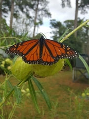 Danaus plexippus