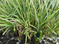 Iris pseudacorus