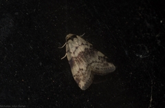 Thallarcha leptographa