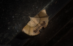 Esthlodora versicolor