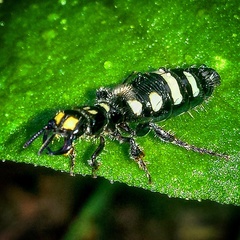 Thynnus zonatus