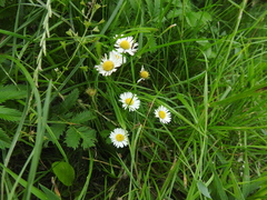 Bellis perennis