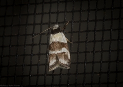 Eulechria triferella