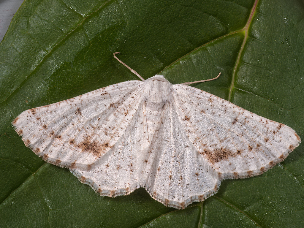 Dyscia innocentaria