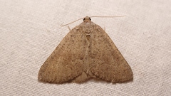 Pachycnemia tibiaria