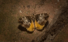 Chrysolarentia phaedra