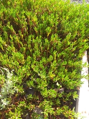 Sesuvium portulacastrum