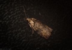 Cryptoptila crypsilopha