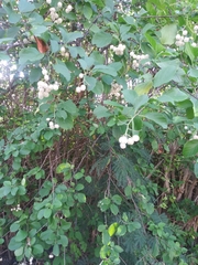Cordia dentata
