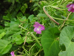 Epilobium hirsutum