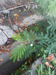 Leucaena leucocephala