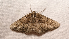 Peribatodes ilicaria