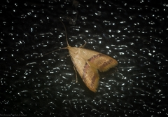 Hapaloteucha paragramma