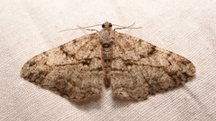 Peribatodes perversaria