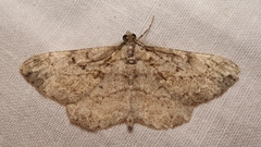 Peribatodes perversaria