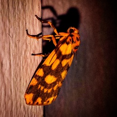 Miltochrista quadrilineata