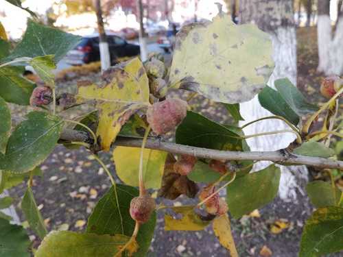Poplar Spiral Gall Aphid