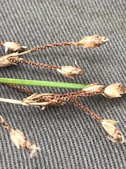 Fimbristylis ferruginea