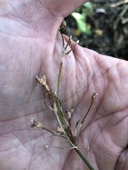 Fimbristylis ferruginea