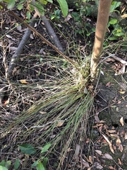 Fimbristylis ferruginea