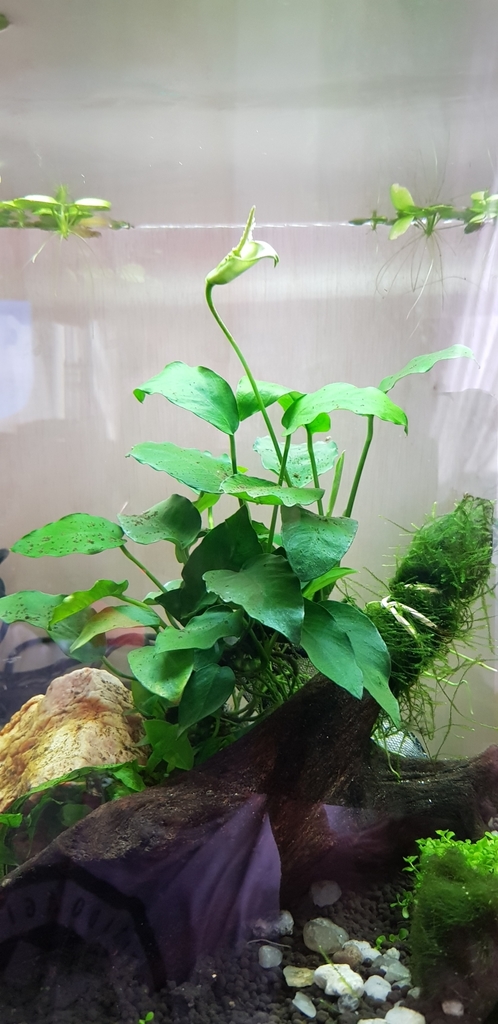 Anubias rhizome and leaves growing on rock