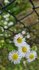 Erigeron strigosus strigosus