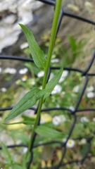 Erigeron strigosus strigosus