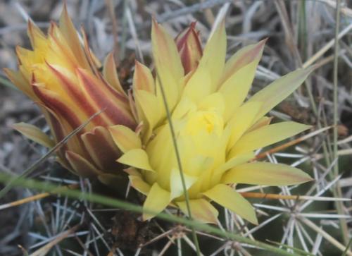 Image of Coryphantha Georgii (Coryphantha georgii) by (c) Pedro Nájera Quezada, some rights reserved (CC BY)