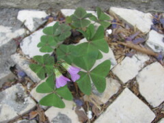 Oxalis latifolia