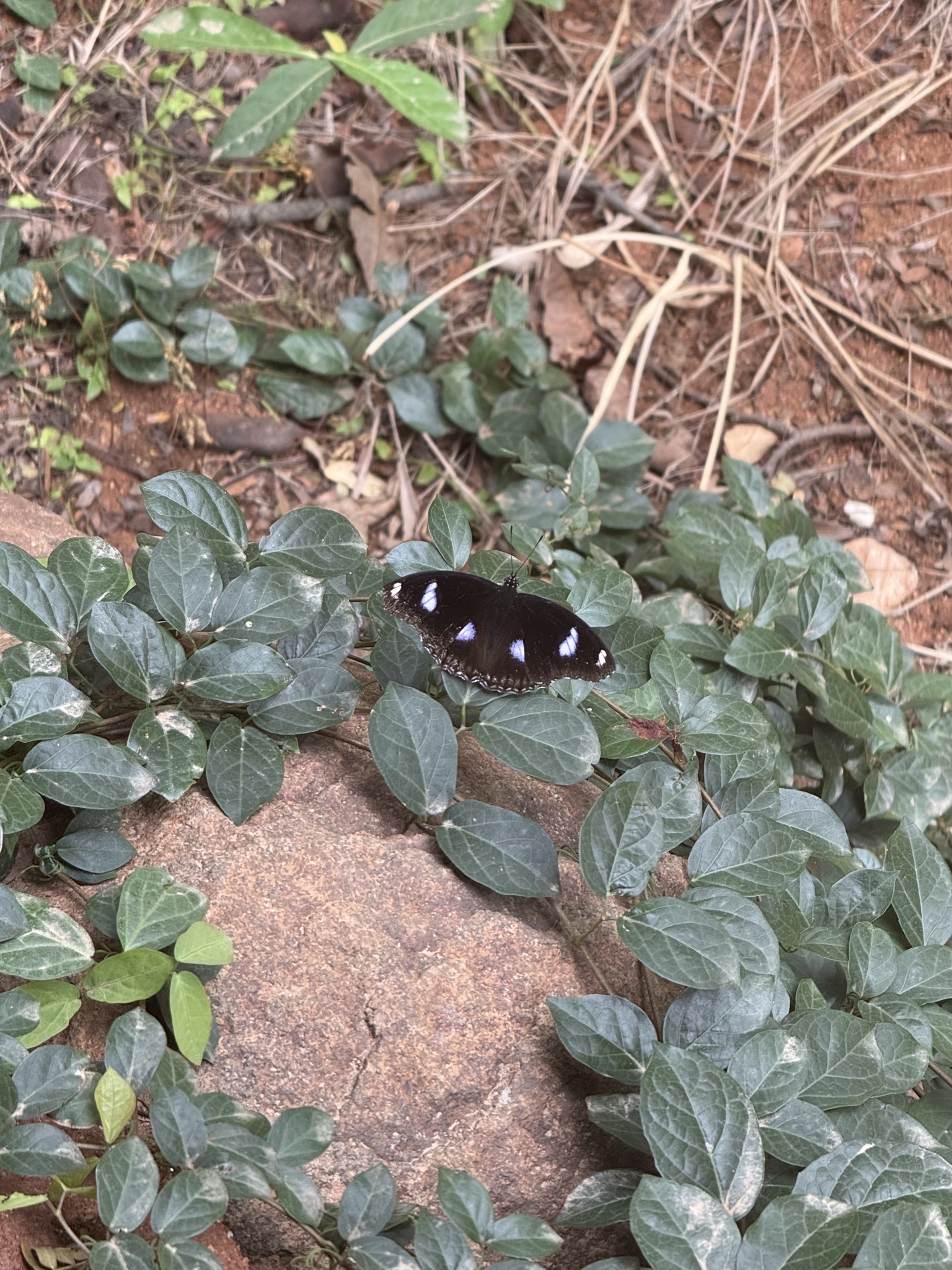 Great Eggfly