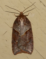 Acleris maccana