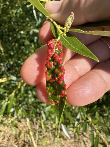 Willow Bead Gall Mite photo 4