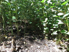 Eucalyptus cladocalyx