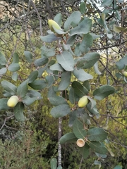 Quercus ilex