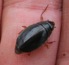 Dineutus discolor
