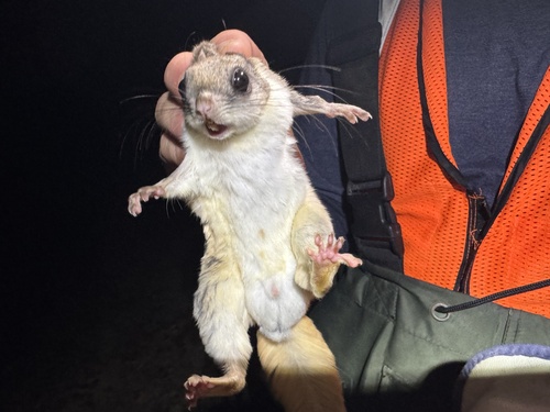 Southern Flying Squirrel photographed in Arkansas