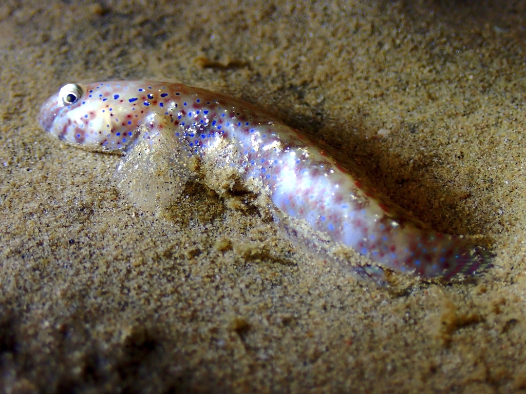Insignia shrimpgoby (Cryptocentroides insignis) — Gobiidae