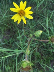 Silphium gracile