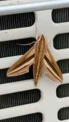 Theretra oldenlandiae