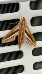 Theretra oldenlandiae