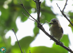 Conirostrum speciosum