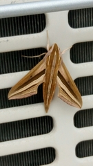 Theretra oldenlandiae