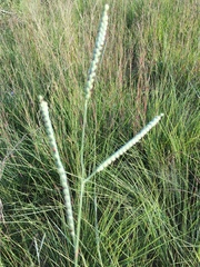 Paspalum floridanum
