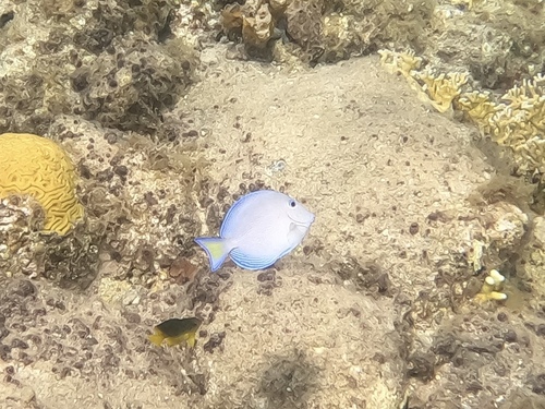 Blue Tang