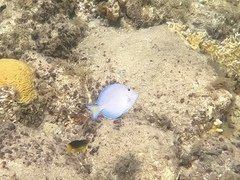 Blue Tang
